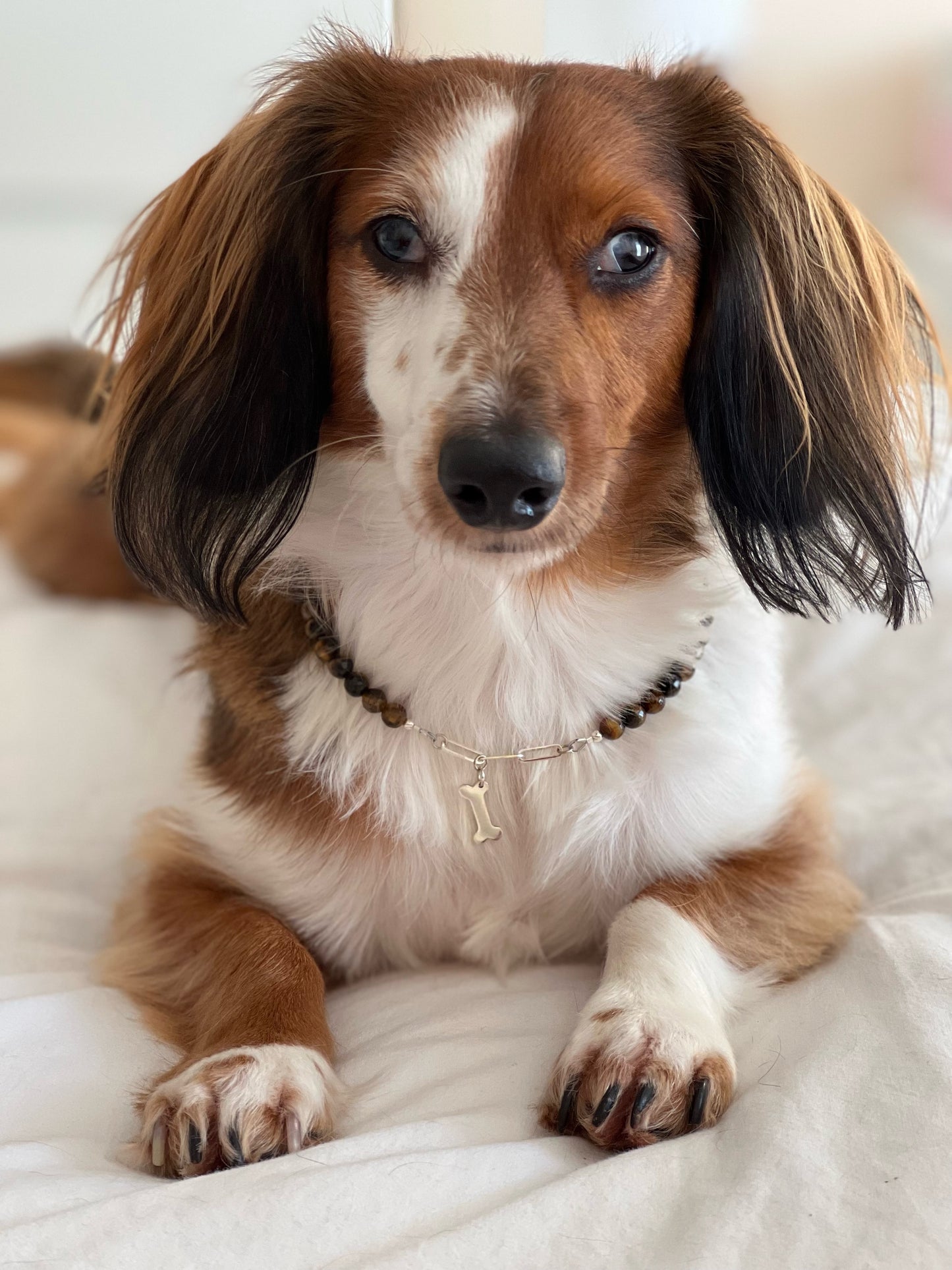 Pet collar - Tiger Eye