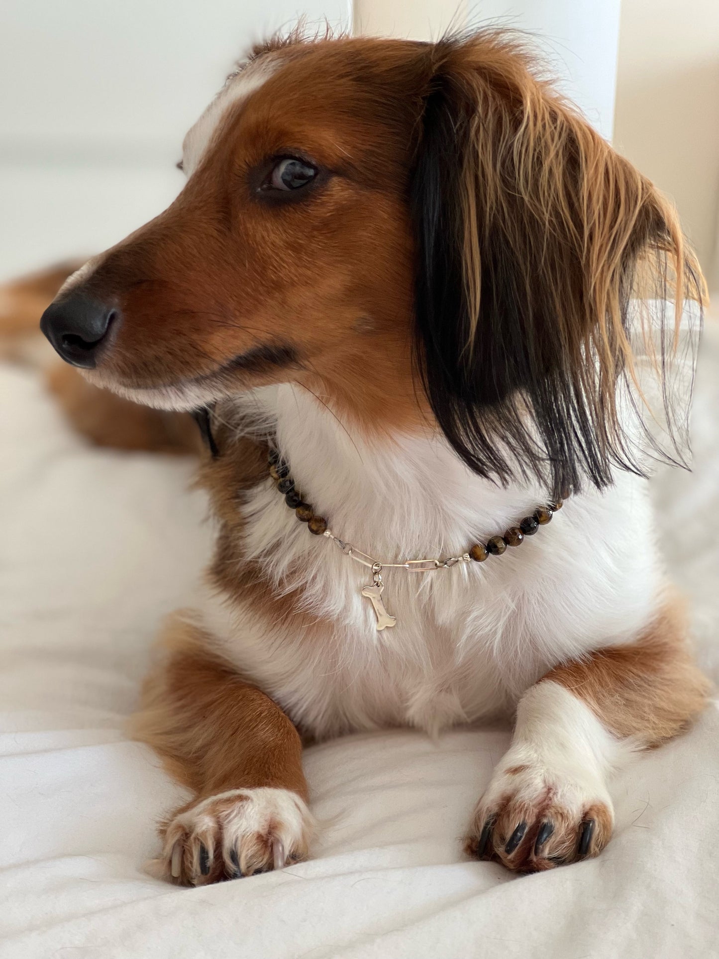 Pet collar - Tiger Eye