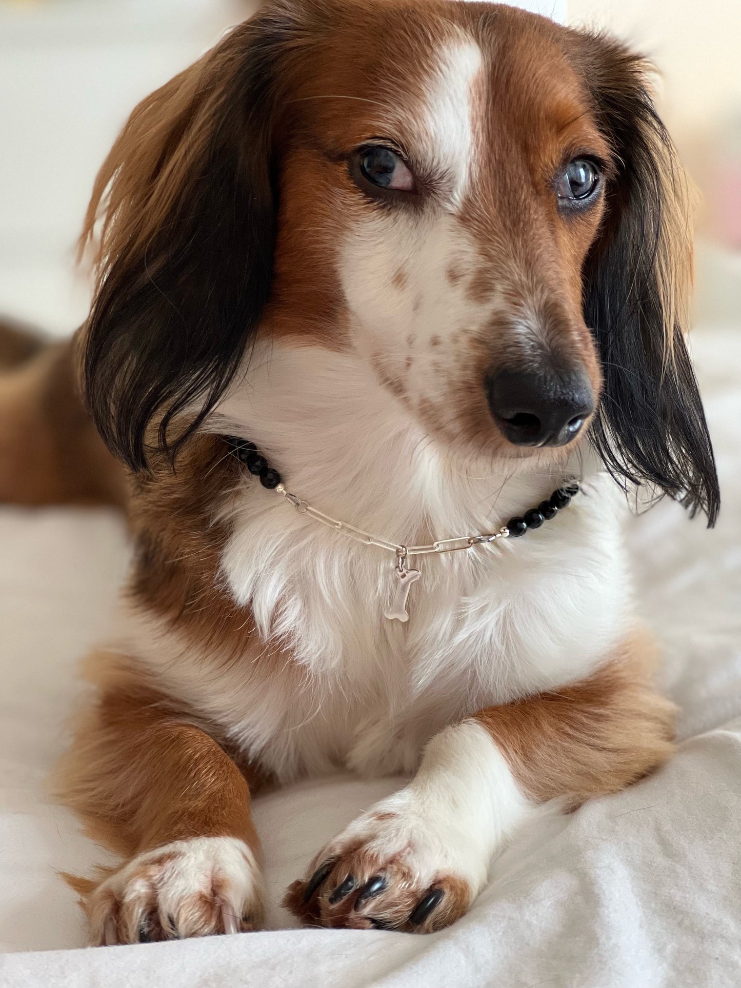 Pet collar - Black Tourmaline